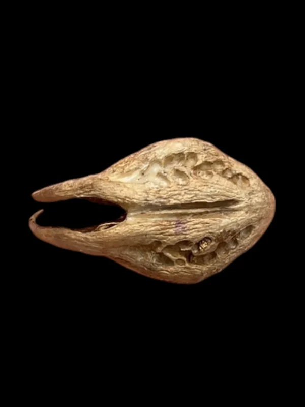 Garuda's Claw Pendant In Sacred Oil: Conduit of Higher Spiritual Energies, Enhance Manifesting Powers, Intention Transference. Wealth Attraction. - Image 6