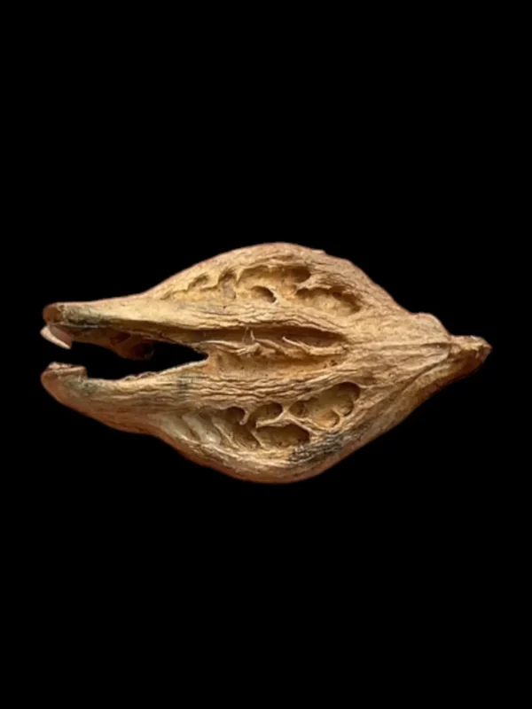 Garuda's Claw Pendant In Sacred Oil: Conduit of Higher Spiritual Energies, Enhance Manifesting Powers, Intention Transference. Wealth Attraction. - Image 7