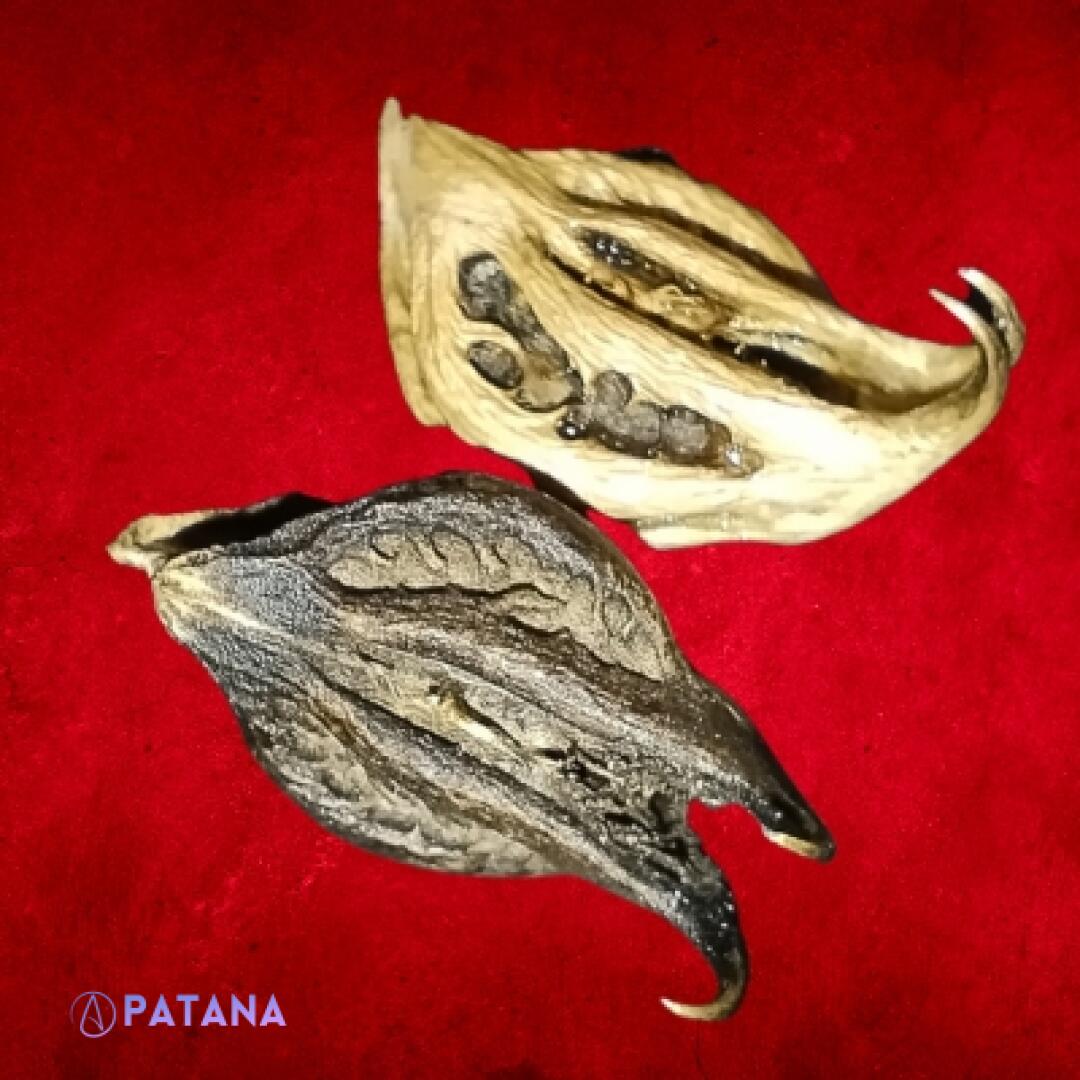 Garuda Claws: Powerful Conduits for Manifesting!