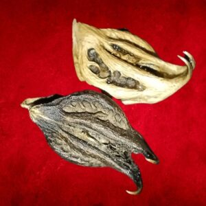 Garuda Claws: Powerful Conduits for Manifesting!