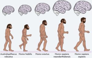 Evolution of Consciousness through Rebirths